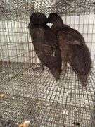 2 Khaki Campbell Runner Ducks - 2 Months Old
