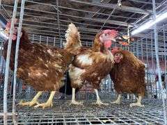 3 Rhode Island Red Hens