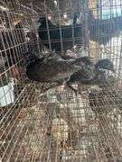 2 Melanistic Ringneck Pheasants w/ Permit