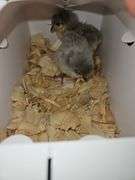 2 Lavender Chicks