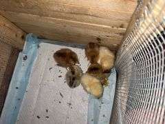6 Easter Egger Chicks