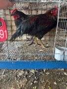 2 Barnyard Mix Cockerels