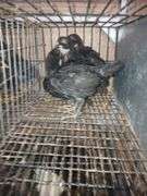 4 Black Jersey Giant Pullets