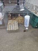 Caster Red Bred Doe - Show Stock - Due July 7th  w/ Cage