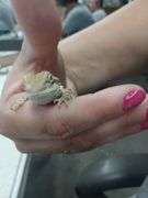 Baby Bearded Dragon w/ Eye Issue - Eating Crickets & Dubia Roaches