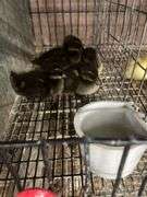 5 Khaki Campbell Ducklings - Hatched Under Hen