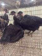 3 Turkens