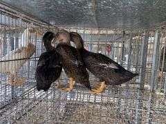 3 Rouen Hen Ducks
