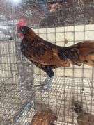 Seabright Rooster