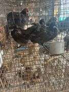3 Melanistic Ringneck Pheasants w/ Permit