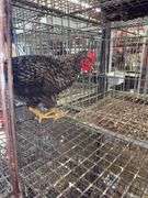 Barred Rock Rooster - 4 Months Old