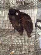 2 Khaki Campbell Runner Ducks - 2 Months Old