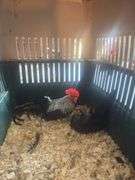 Breeding Pair Gray Japanese Chickens w/ Cage