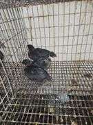 3 Ayam Cemani Chicks