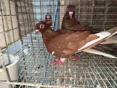 Pair Roller Pigeons