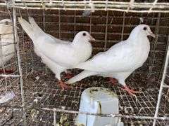 2 White Pigeons