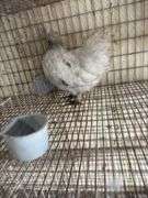 3 Mille Fluer D'uccle Pullets - 3 Months Old