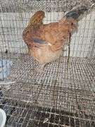 Maran Rooster