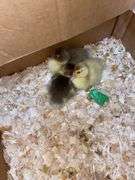 3 Muscovy Ducklings - Hatched Free Range