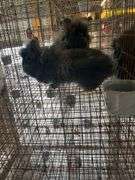 2 Lionhead Bunnies - Unsexed
