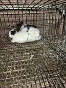White & Black Bunny