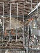 Toulouse Hen Goose - 2 Yrs Old