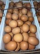 8 Doz Large Brown Eating Eggs