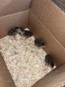 5 Guinea Keets