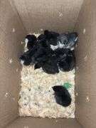 10 Black Australorp Pullets