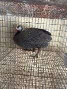 Pearl Guinea Hen