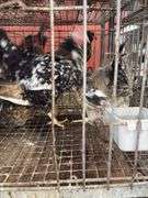 3 Swedish Flower Hens