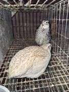 Pair Coturnix Quail