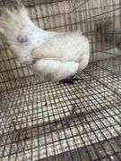 Silkie x Polish Hen - 1 Yr Old