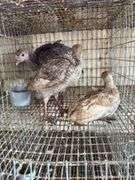 3 Turkey Poults