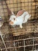 Brown Meat Rabbit