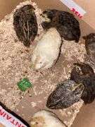 8 Celadon Mix Coturnix Quail - 2.5 Wks Old