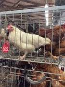 5 Chickens - 1 Rooster 4 Hens