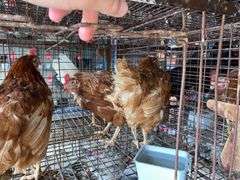 4 Isa Brown Hens