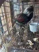 Russian Orloff Banty Rooster