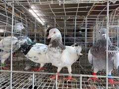 3 Tippler Pigeons