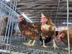 3 Rhode Island Red Hens