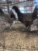 3 Blue Jersey Giant Pullets
