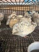 7 Italian Coturnix Quail - 5 Wks Old