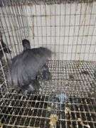 3 Ayam Cemani Chicks