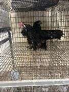 Pair Mottled D'uccles - 14 Wks Old