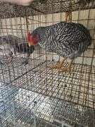 Barred Rock Rooster