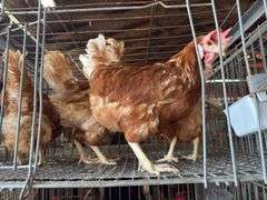 4 Rhode Island Red Hens