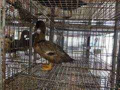Welsh Harlequin Hen Duck