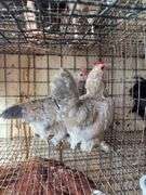 2 Porcelain D'uccle Hens