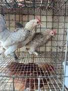 2 Porcelain D'uccle Hens
